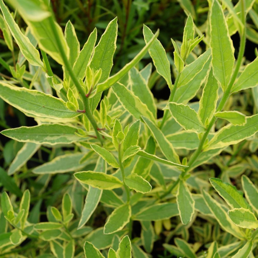 Plantes Vivaces GAURA lindheimeri 'Corrie's Gold' en vente - Pépinière Lepage .