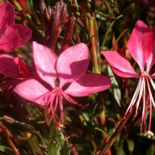 Plantes Vivaces GAURA lindheimeri 'Crimson Butterflies' ® en vente - Pépinière Lepage .