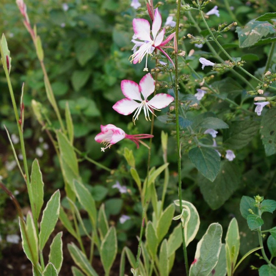 Plantes Vivaces GAURA lindheimeri 'Freefolk Rosy' en vente - Pépinière Lepage .