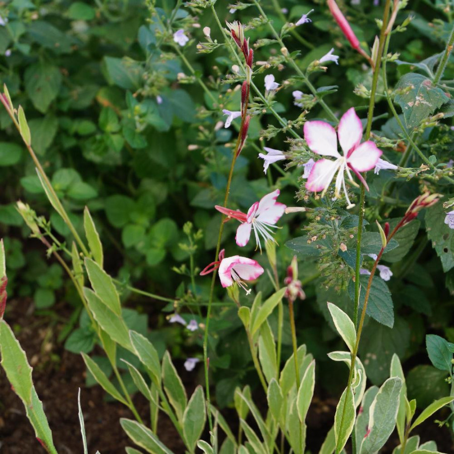 Plantes Vivaces GAURA lindheimeri 'Freefolk Rosy' en vente - Pépinière Lepage .