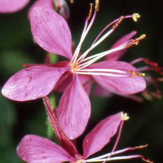 Plantes Vivaces GAURA lindheimeri 'Siskiyou Pink' en vente - Pépinière Lepage .