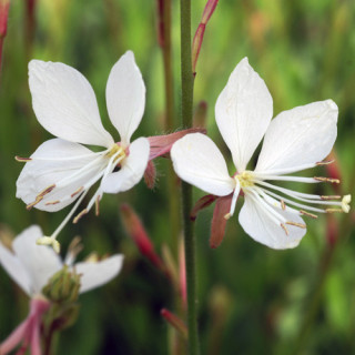 Plantes Vivaces GAURA lindheimeri 'Snowstorm' en vente - Pépinière Lepage .
