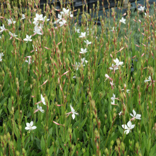 Plantes Vivaces GAURA lindheimeri 'Snowstorm' en vente - Pépinière Lepage .