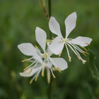 Plantes Vivaces GAURA lindheimeri 'Sparkle White' en vente - Pépinière Lepage .
