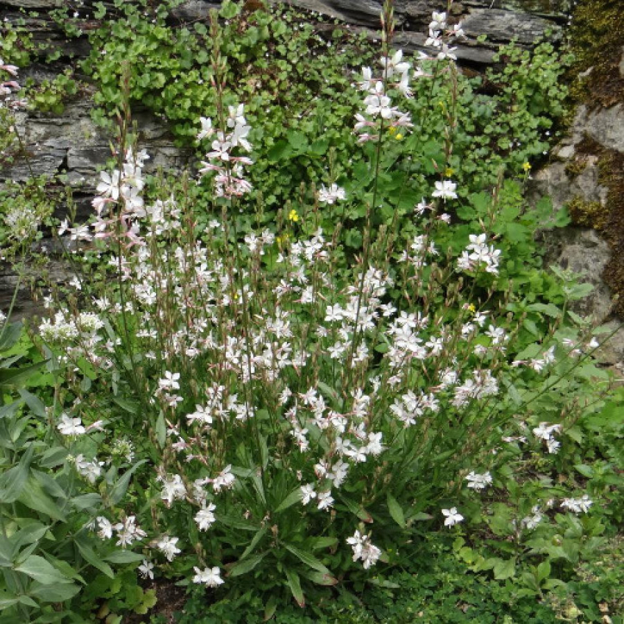 Plantes Vivaces GAURA lindheimeri 'Summer Breeze' en vente - Pépinière Lepage .