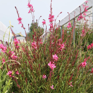 Plantes Vivaces GAURA lindheimeri 'Tutti Frutti' en vente - Pépinière Lepage .