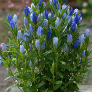 Plantes Vivaces GENTIANA makinoi 'Blue Star' ® en vente - Pépinière Lepage .