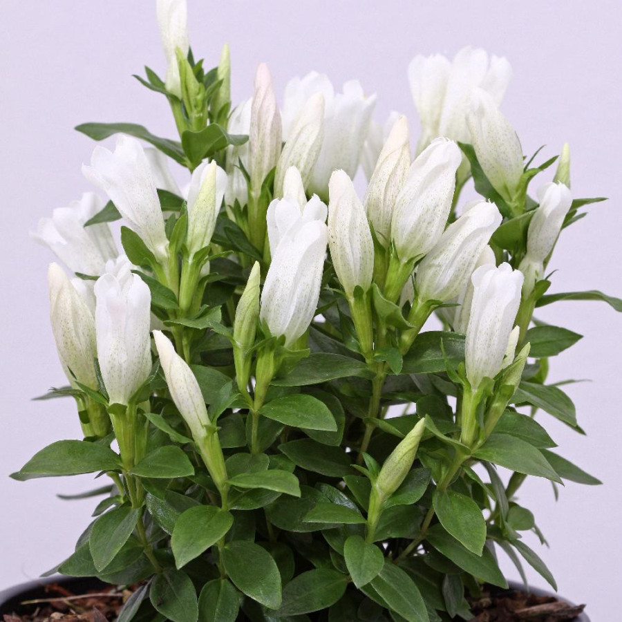 Plantes Vivaces GENTIANA makinoi 'White Magic' ® en vente - Pépinière Lepage .