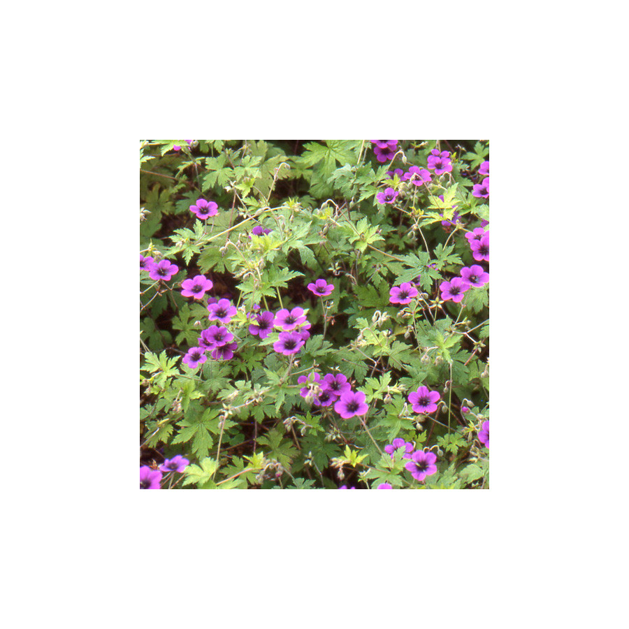 Plantes Vivaces GERANIUM 'Ann Folkard' - Géranium vivace en vente - Bec de Grue en vente - Pépinière Lepage .