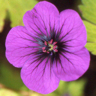 Plantes Vivaces GERANIUM 'Ann Folkard' - Géranium vivace en vente - Bec de Grue en vente - Pépinière Lepage .