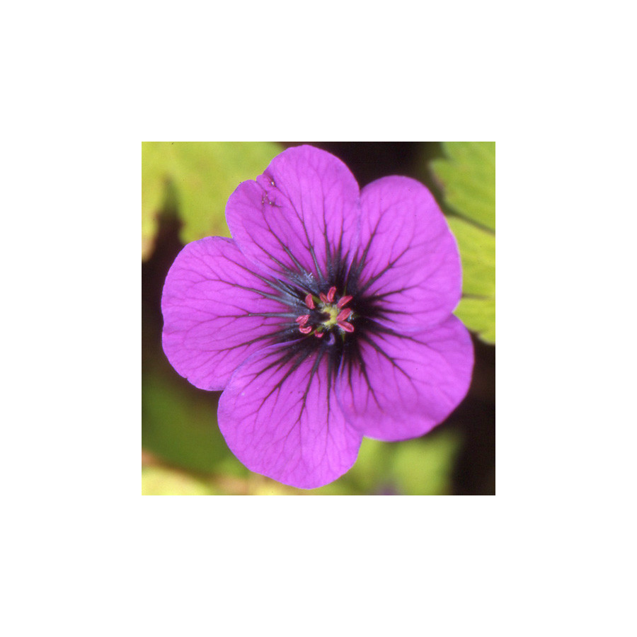 Plantes Vivaces GERANIUM 'Ann Folkard' - Géranium vivace en vente - Bec de Grue en vente - Pépinière Lepage .