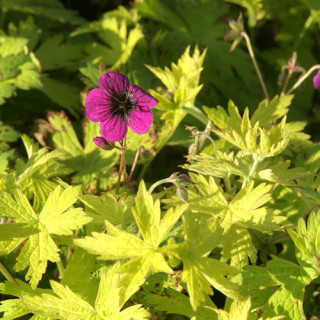 Plantes Vivaces GERANIUM 'Ann Folkard' - Géranium vivace en vente - Bec de Grue en vente - Pépinière Lepage .