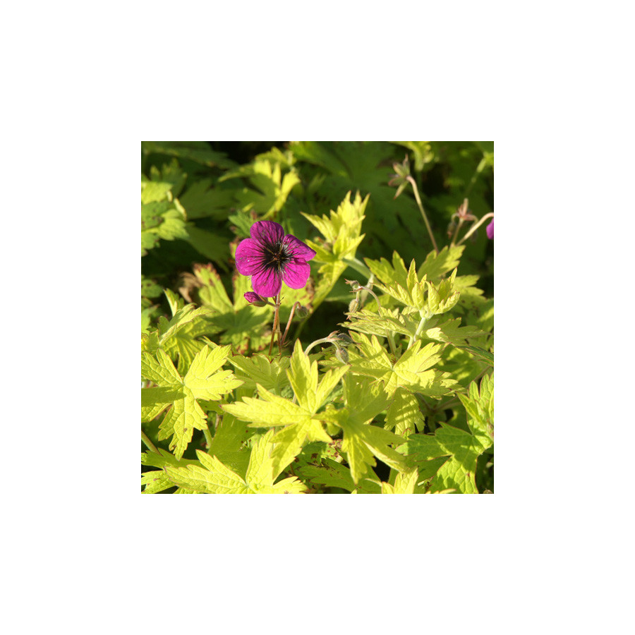 Plantes Vivaces GERANIUM 'Ann Folkard' - Géranium vivace en vente - Bec de Grue en vente - Pépinière Lepage .