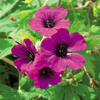 Plantes Vivaces GERANIUM 'Anne Thomson' - Géranium vivace en vente - Bec de Grue en vente - Pépinière Lepage .
