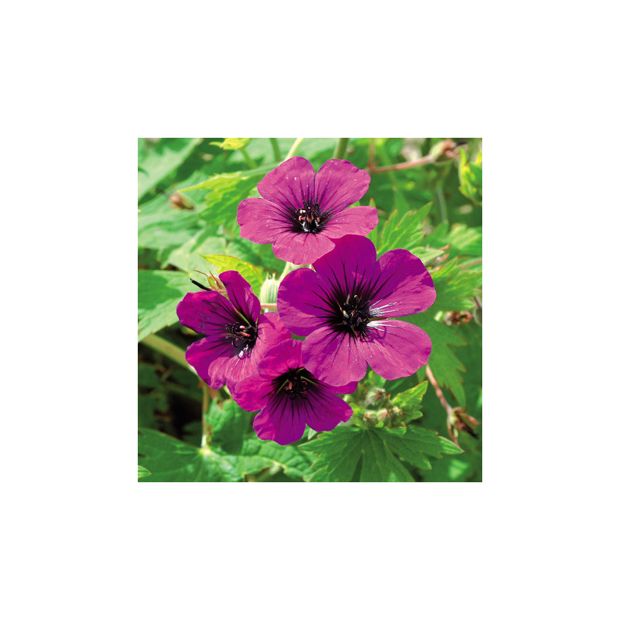 Plantes Vivaces GERANIUM 'Anne Thomson' - Géranium vivace en vente - Bec de Grue en vente - Pépinière Lepage .