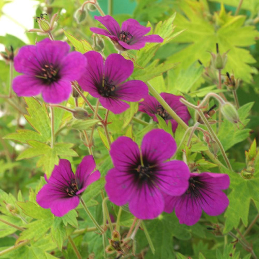 Plantes Vivaces GERANIUM 'Anne Thomson' - Géranium vivace en vente - Bec de Grue en vente - Pépinière Lepage .