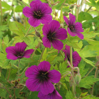 Plantes Vivaces GERANIUM 'Anne Thomson' - Géranium vivace en vente - Bec de Grue en vente - Pépinière Lepage .