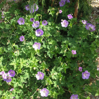 GERANIUM 'Azure Rush'