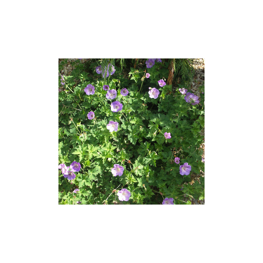 Plantes Vivaces GERANIUM 'Azure Rush' - Géranium vivace en vente - Bec de Grue en vente - Pépinière Lepage .