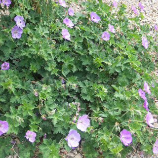 Plantes Vivaces GERANIUM 'Azure Rush' - Géranium vivace en vente - Bec de Grue en vente - Pépinière Lepage .