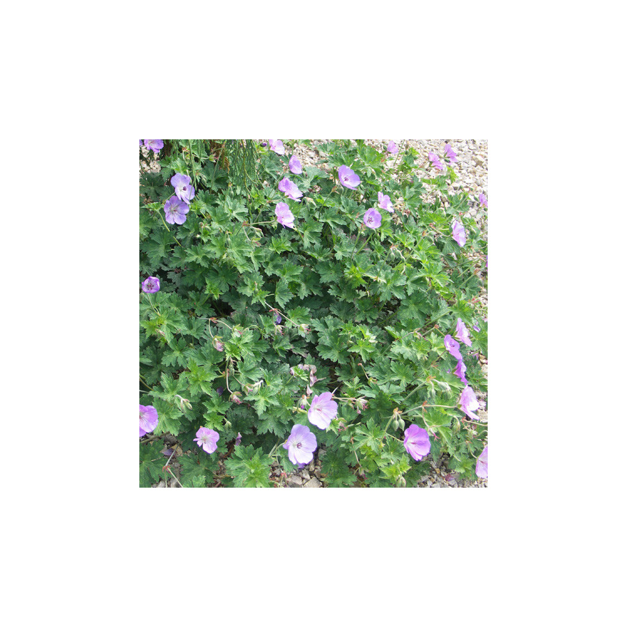 Plantes Vivaces GERANIUM 'Azure Rush' - Géranium vivace en vente - Bec de Grue en vente - Pépinière Lepage .