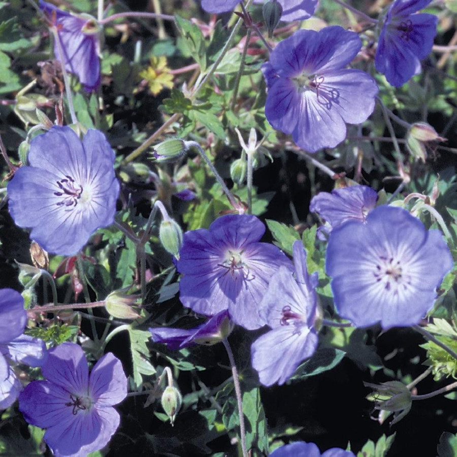 Plantes Vivaces GERANIUM 'Azure Rush' - Géranium vivace en vente - Bec de Grue en vente - Pépinière Lepage .