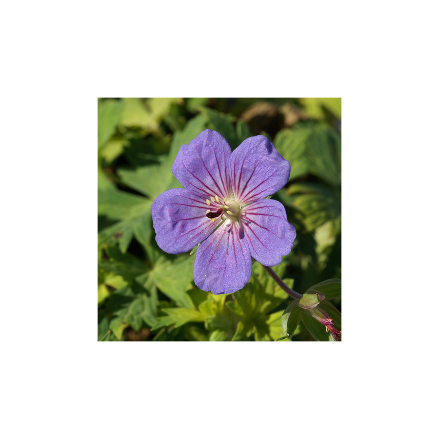 Plantes Vivaces GERANIUM 'Blue Sunrise' ® - Géranium vivace en vente - Bec de Grue en vente - Pépinière Lepage .