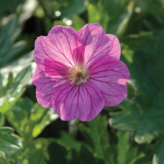 Plantes Vivaces GERANIUM 'Blushing Turtle' ® - Géranium vivace en vente - Bec de Grue en vente - Pépinière Lepage .