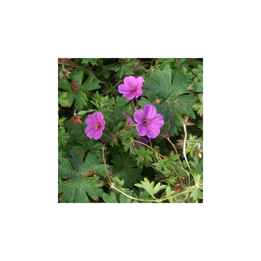 Plantes Vivaces GERANIUM 'Dilys' - Géranium vivace en vente - Bec de Grue en vente - Pépinière Lepage .