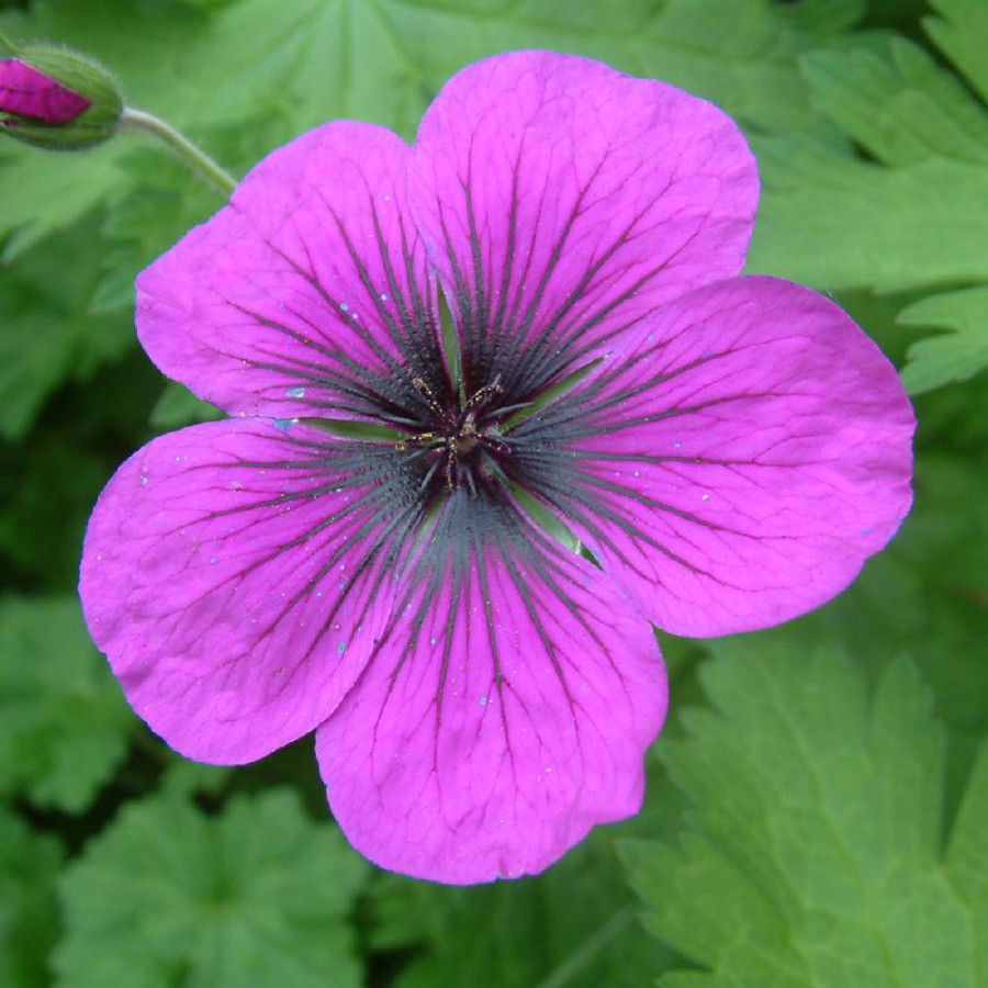 GERANIUM 'Dragon Heart'
