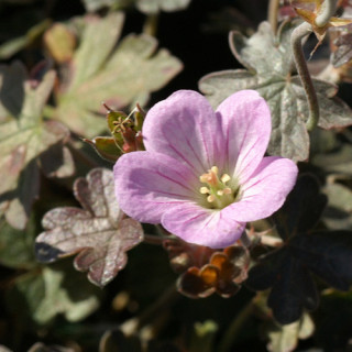 Plantes Vivaces GERANIUM 'Dusky Crûg' - Géranium vivace en vente - Bec de Grue en vente - Pépinière Lepage .