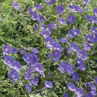 Plantes Vivaces GERANIUM 'Eureka Blue' - Géranium vivace en vente - Bec de Grue en vente - Pépinière Lepage .