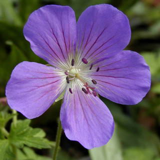 Plantes Vivaces GERANIUM 'Johnson's Blue' - Géranium vivace en vente - Bec de Grue en vente - Pépinière Lepage .