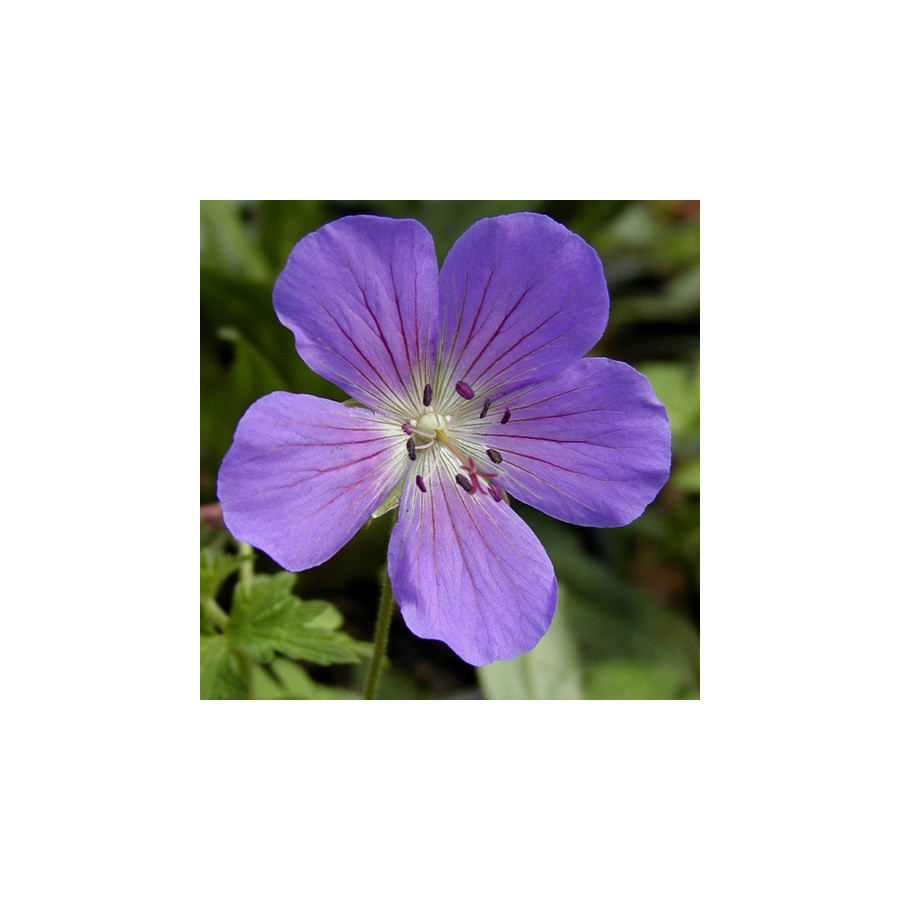 Plantes Vivaces GERANIUM 'Johnson's Blue' - Géranium vivace en vente - Bec de Grue en vente - Pépinière Lepage .