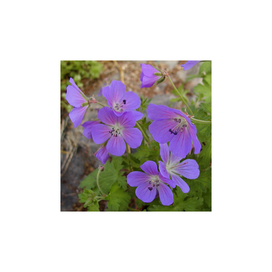 Plantes Vivaces GERANIUM 'Johnson's Blue' - Géranium vivace en vente - Bec de Grue en vente - Pépinière Lepage .
