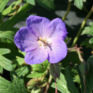 Plantes Vivaces GERANIUM 'Johnson's Blue' - Géranium vivace en vente - Bec de Grue en vente - Pépinière Lepage .