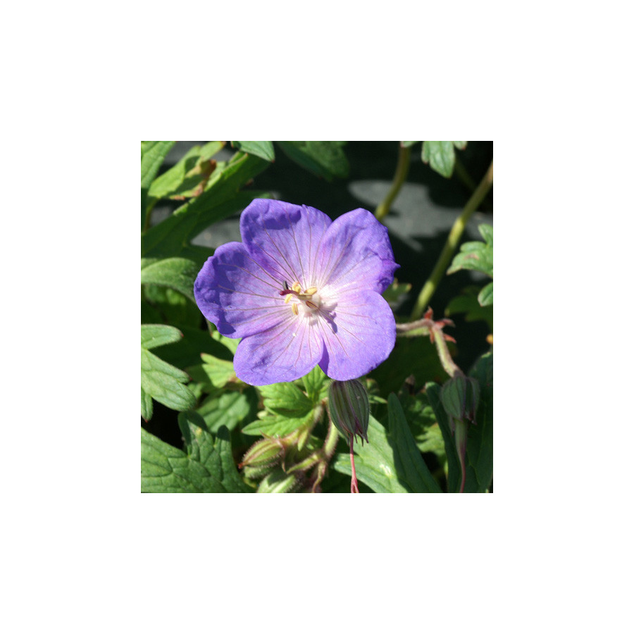 Plantes Vivaces GERANIUM 'Johnson's Blue' - Géranium vivace en vente - Bec de Grue en vente - Pépinière Lepage .