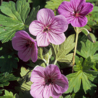Plantes Vivaces GERANIUM 'Joy' - Géranium vivace en vente - Bec de Grue en vente - Pépinière Lepage .