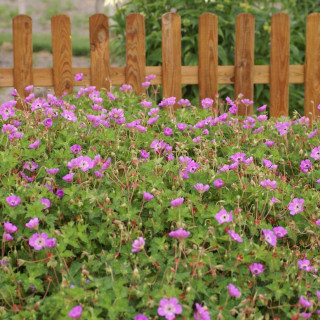 Plantes Vivaces GERANIUM 'Kelly Anne' ® - Géranium vivace en vente - Bec de Grue en vente - Pépinière Lepage .