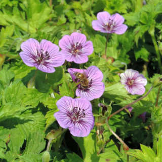 GERANIUM 'Mary Anne' ®