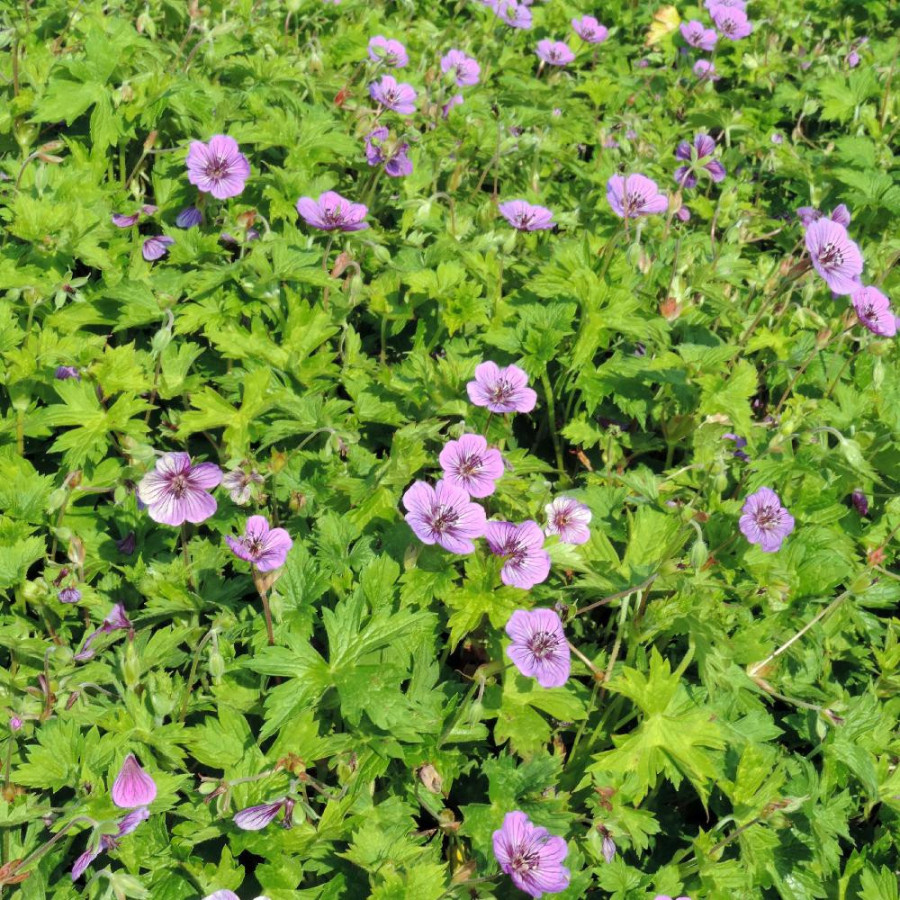 GERANIUM 'Mary Anne' ®