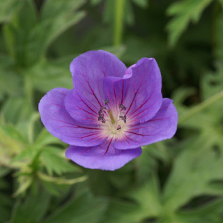Plantes Vivaces GERANIUM 'Orion' - Géranium vivace en vente - Bec de Grue en vente - Pépinière Lepage .