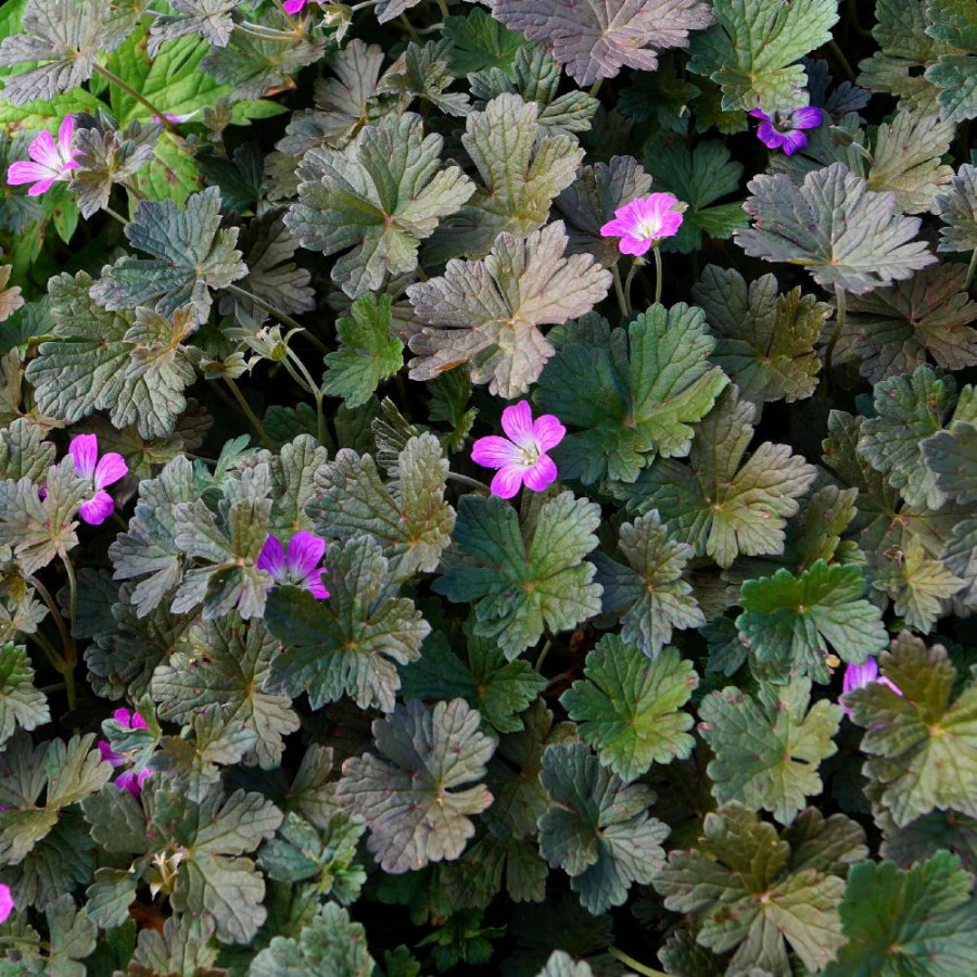 Plantes Vivaces GERANIUM 'Orkney Cherry' - Géranium vivace en vente - Bec de Grue en vente - Pépinière Lepage .