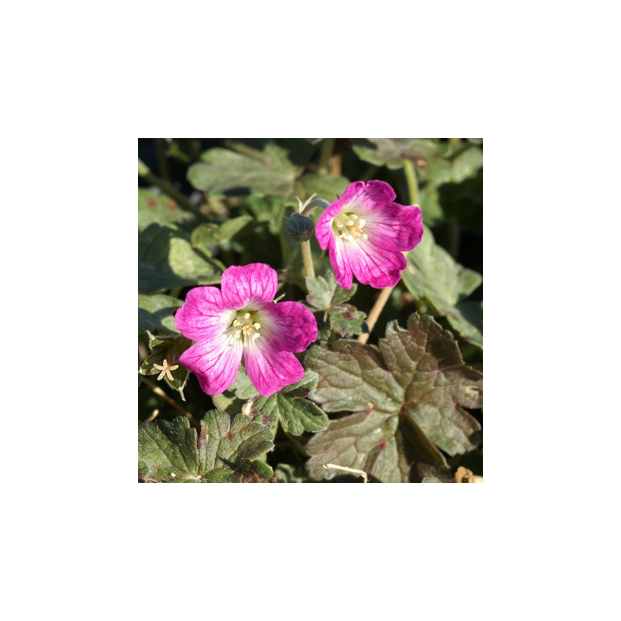 Plantes Vivaces GERANIUM 'Orkney Cherry' - Géranium vivace en vente - Bec de Grue en vente - Pépinière Lepage .