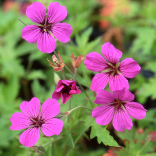 Plantes Vivaces GERANIUM 'Patricia' - Géranium vivace en vente - Bec de Grue en vente - Pépinière Lepage .
