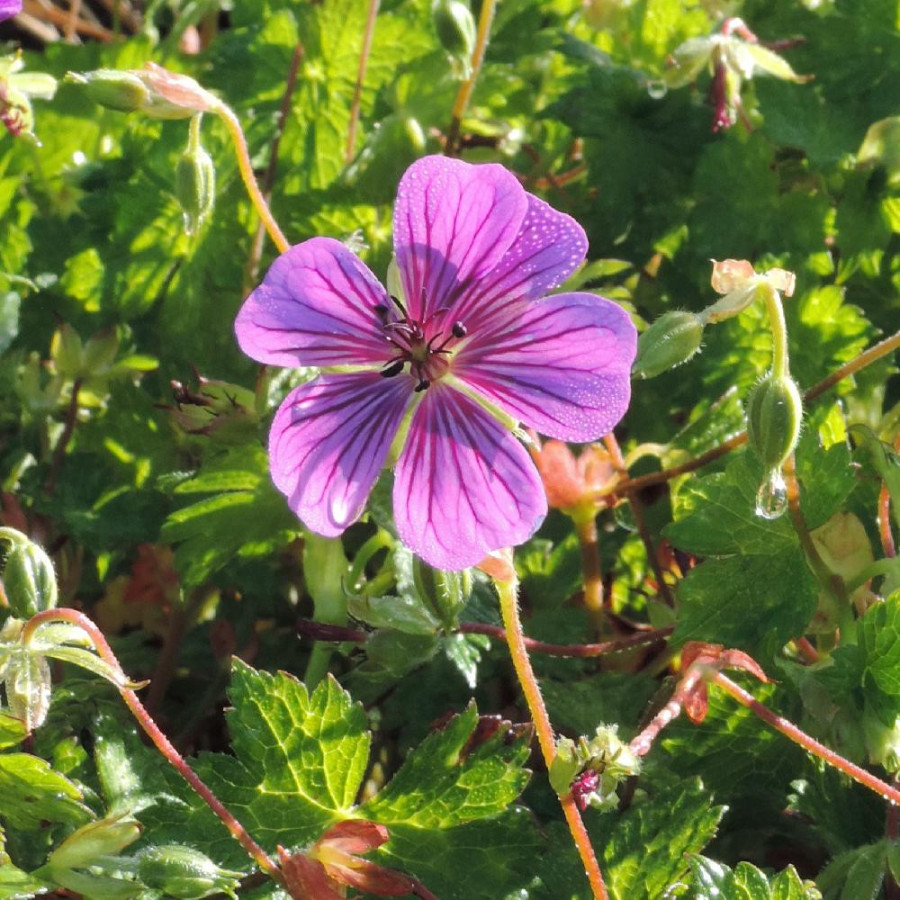 Plantes Vivaces GERANIUM 'Pink Penny' - Géranium vivace en vente - Bec de Grue en vente - Pépinière Lepage .