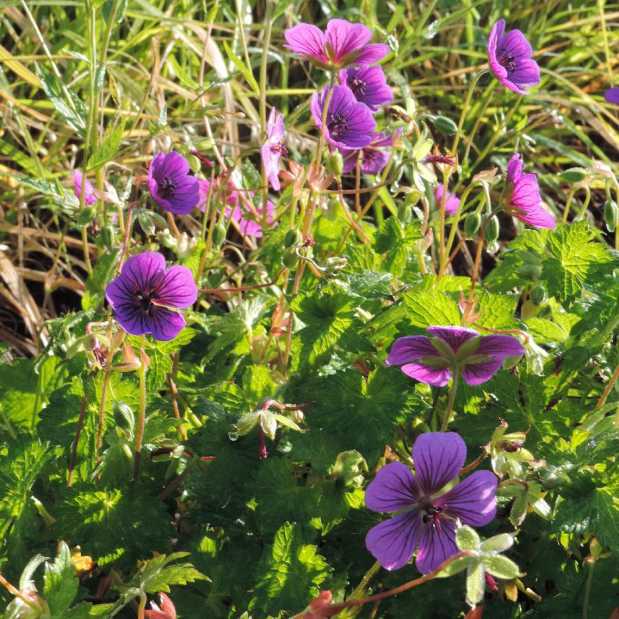 Plantes Vivaces GERANIUM 'Pink Penny' - Géranium vivace en vente - Bec de Grue en vente - Pépinière Lepage .