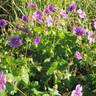Plantes Vivaces GERANIUM 'Pink Penny' - Géranium vivace en vente - Bec de Grue en vente - Pépinière Lepage .