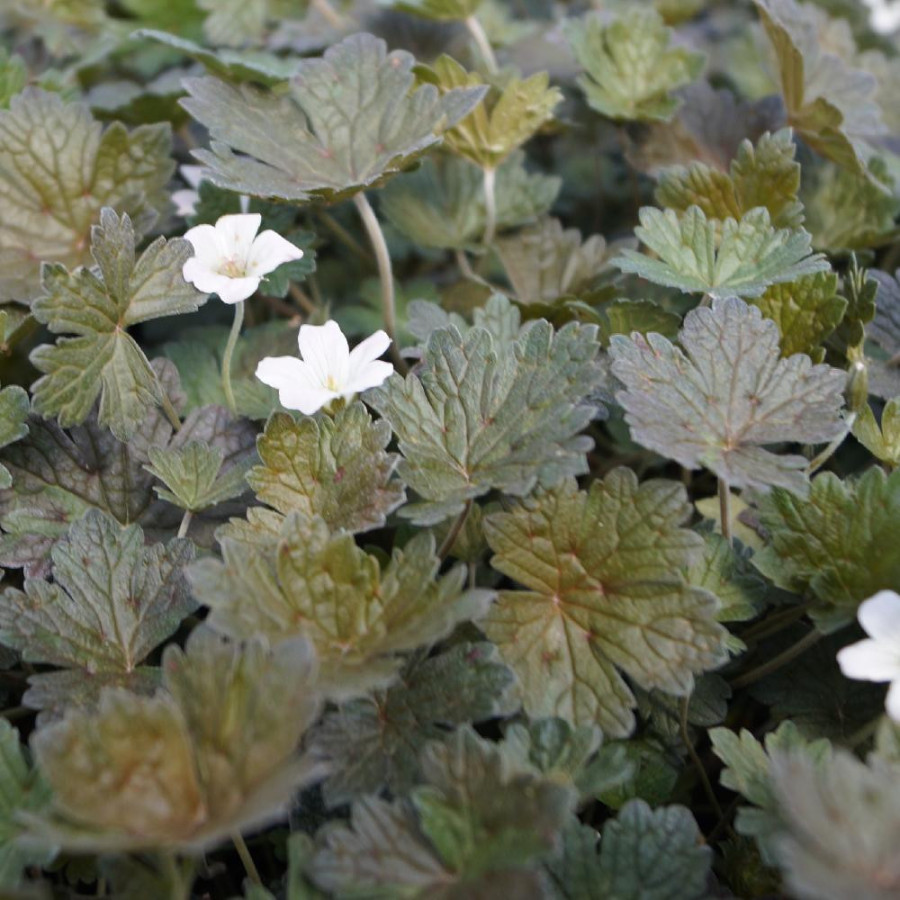 Plantes Vivaces GERANIUM 'Rothbury Red' - Géranium vivace en vente - Bec de Grue en vente - Pépinière Lepage .