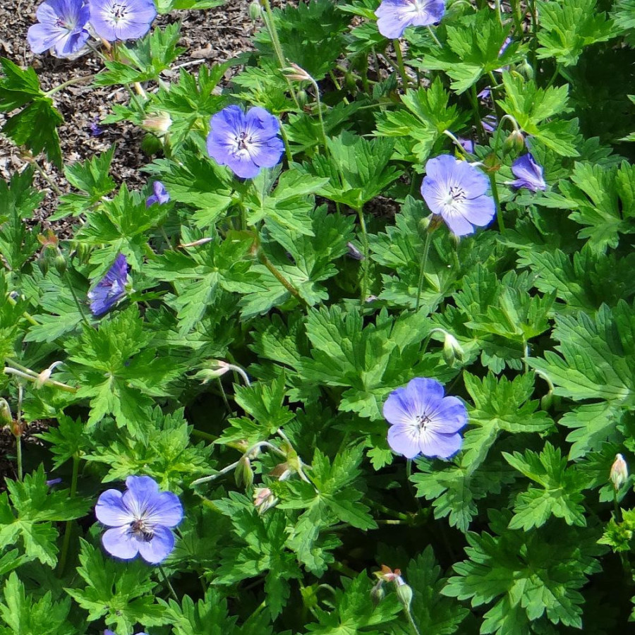 Plantes Vivaces GERANIUM 'Rozanne' ® - Géranium vivace en vente - Bec de Grue en vente - Pépinière Lepage .
